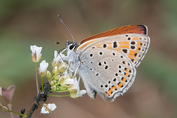 Lycaena thersamon-0086