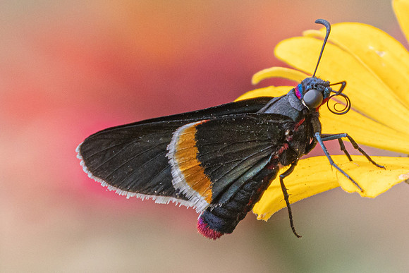 Mysoria barcastus-0141