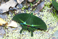 Papilio paris-1806