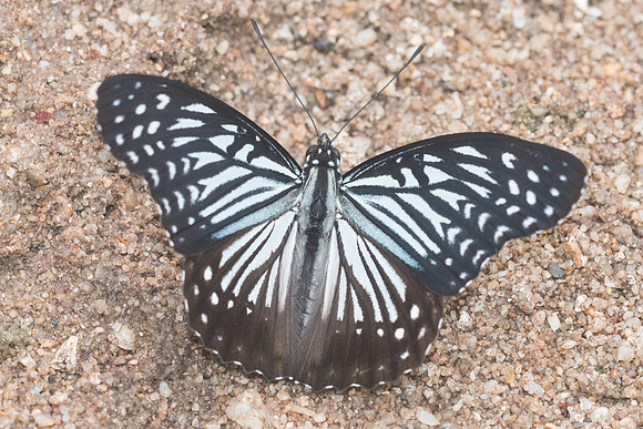 Hestinalis nama nama-1687- Chiang Dao - 16/11/23