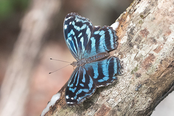 Myscelia ethusa-6438