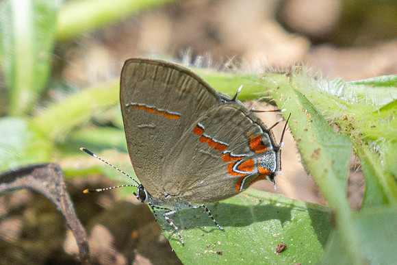 Calycopis bactra-1776 - Barichara - 8/06/24