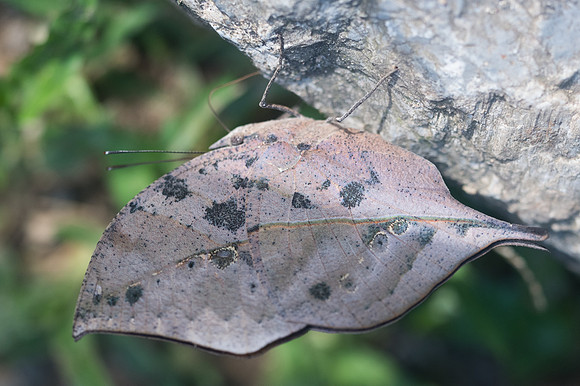 Kallima incognita-3320 - Chiang Dao - 15/11/23