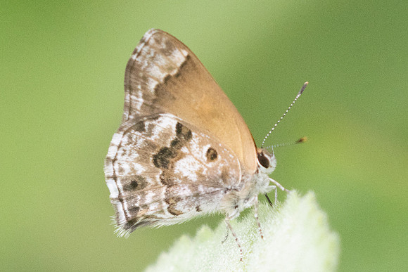 Strymon cestri-2643