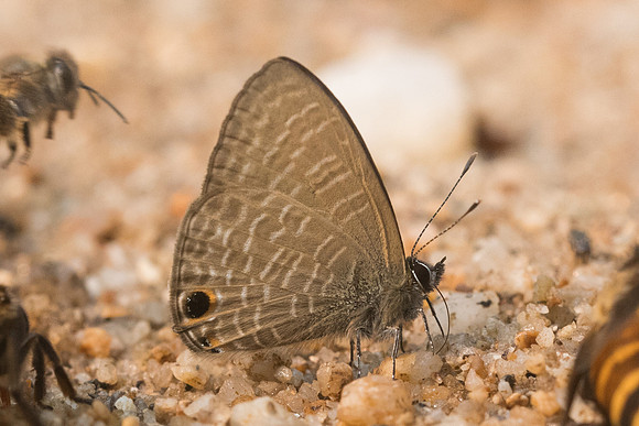 Nacaduba beroe id--8362 - Chiang Dao - 11/03/23