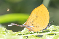 Yasoda tripunctata tripunctata-5489