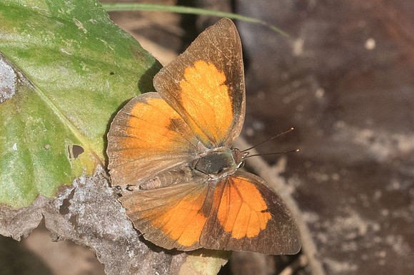 Curetis sp-1581 - Chiang Dao -  14/11/23