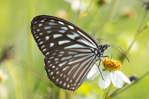 Ideopsis vulgaris-9636 - Gopeng - 13/03/25