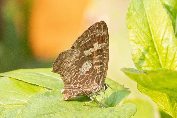 Arhopala paraganesa-6335 - Doi Suthep - 27/03/24