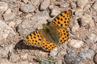Issoria lathonia