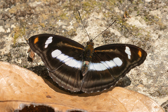 Athyma cama-4386 - Huai Sai Lueang Waterfall (1040m) - 24/03/25