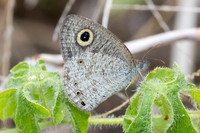 Ypthima sp-2775 - Chiang Dao - 18/03/24