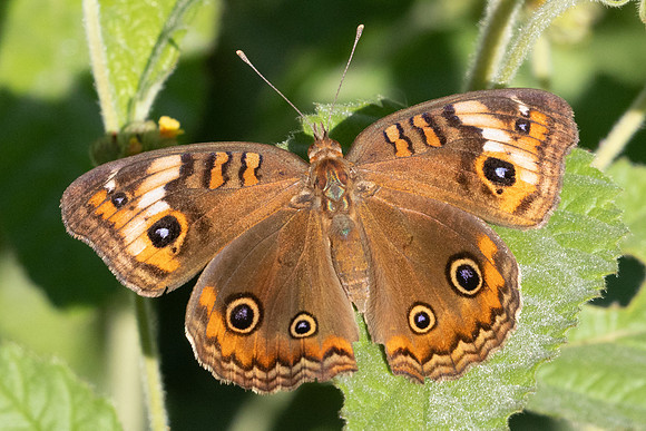 Junonia genoveva-0963