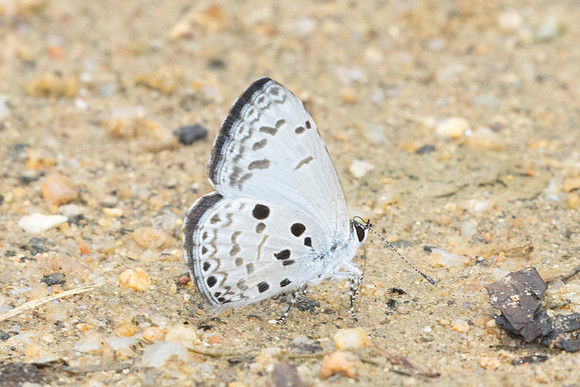Acytolepis puspa-0203