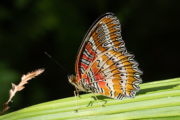 Cethosia biblis-4787