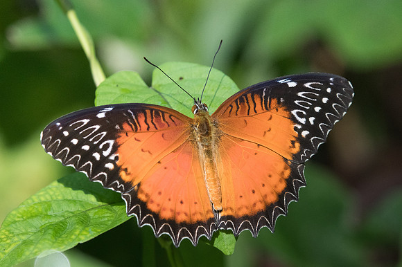 Cethosia biblis-1882 - Chiang Dao - 15/11/23