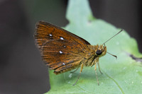 Iambrix salsala-2749- Chiang Dao - 20/03/25