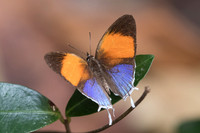 Drupadia ravindra-6500 - Doi-Suthep - 14/03/23