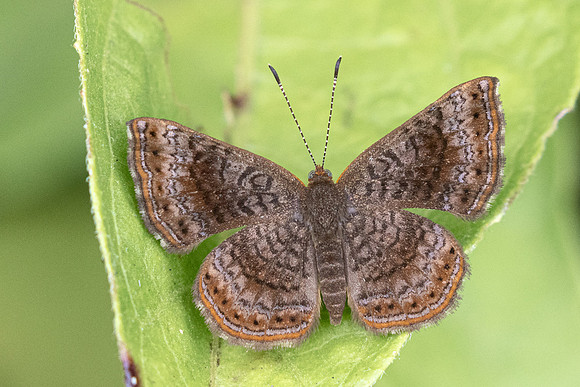 Calephelis perditalis-4720
