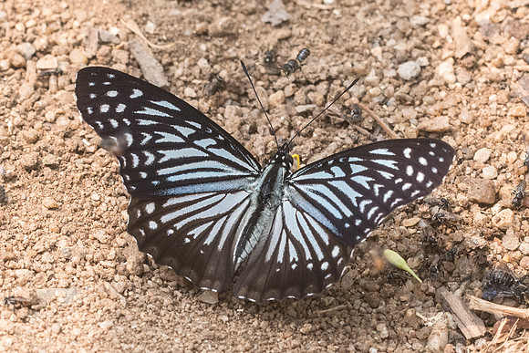 Hestinalis nama nama-9576- Chiang Dao  - 11/03/23