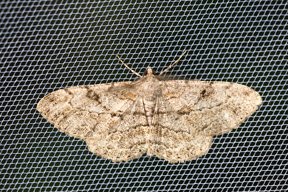 Peribatodes rhomboidaria_2313 - Entraunes
