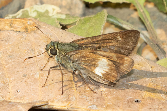 Halpe zema-1045 - Chiang Dao - 17/03/25
