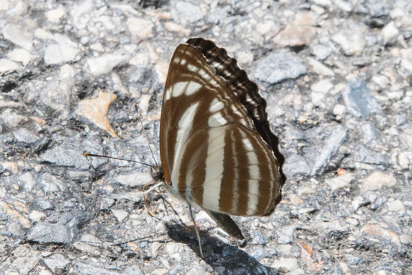 Neptis sp clinia id--8102  - Chiang Dao - 14/11/23