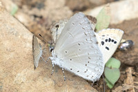 Celastrina argiolus iynteana-1335