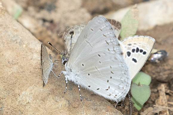 Celastrina argiolus iynteana-1335