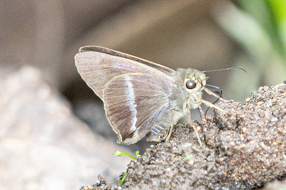 Hasora chromus-6101- Doi Suthep - 27/03/25