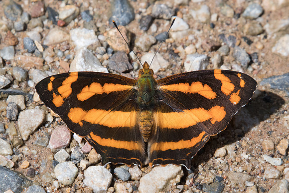 Symbrenthia lilaea-8350 - Chiang Dao - 14/11/23