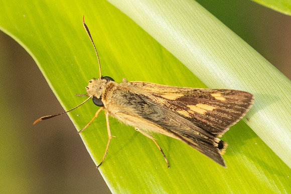 Onryza siamica-2102- Chiang Dao - 19/03/25