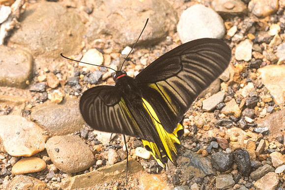 Troides aeacus aeacus id--3970 Chiang Dao - 12/03/23