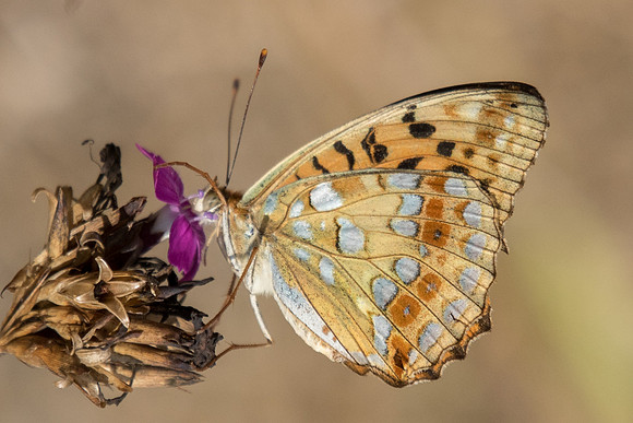 Argynnis adippe-0823 - Fontainebleau - 23/08/18