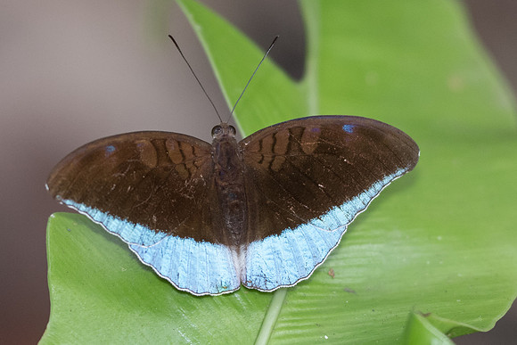 Cynitia flora andersonii-7356 - Khao Phanom Bencha National Park - 28/11/23