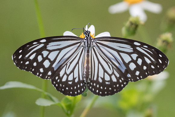 Parantica aglea melanoides-6401 - Krabi - 25/11/23