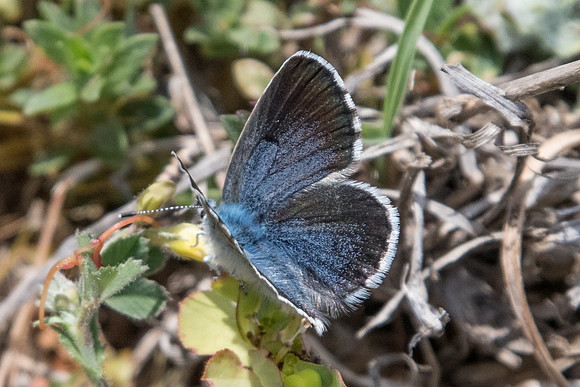 Pseudophilotes vicrama-7227