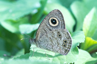 Ypthima baldus-2422 - Chiang Rai - 18/11/23