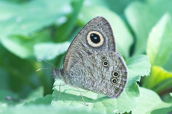 Ypthima baldus-2422 - Chiang Rai - 18/11/23