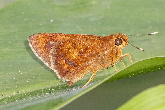 Zographetus ogygioides-2485