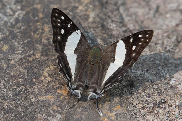 Dodona deodata deodata ♂-5431 - Doi-Suthep - 9/03/23