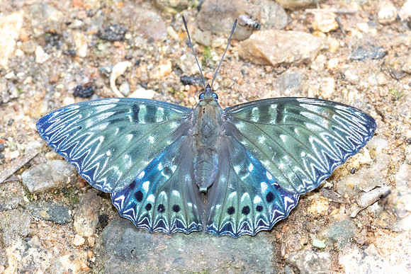 Dichorragia nesimachus-5513