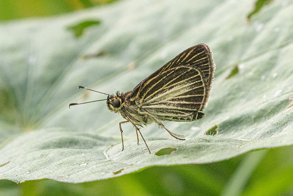 Callimormus radiola-5676