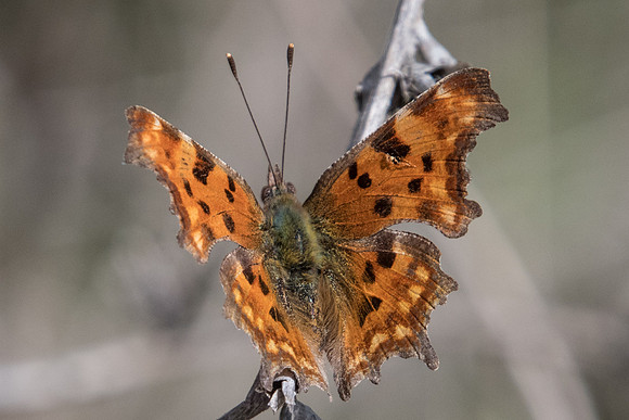Polygonia c-album-3453