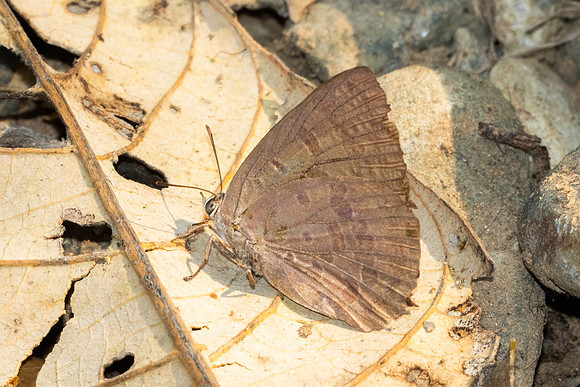 Arhopala sp-1049