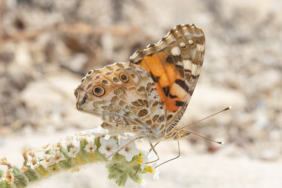 Vanessa cardui- 1269 - Antalya, Pergé - 18/09/24