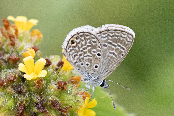 Hemiargus hanno-2865