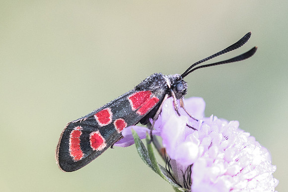 zygaena carniolica-3848 - Lac de l'Orceyrette - 20/07/22