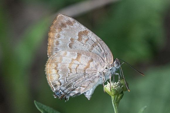 Rekoa palegon-1