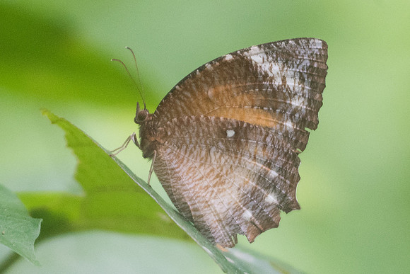 Elymnias hypermnestra tinctoria -3854 - Krabi - 22/11/23